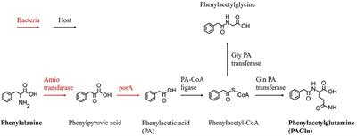 Prognostic value of plasma phenylalanine and gut microbiota-derived metabolite phenylacetylglutamine in coronary in-stent restenosis